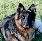 k9komfortinn_web_june_2017015001.jpg