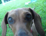 k9komfortinn_web_june_2017015003.jpg